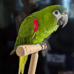 Macaw