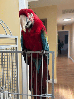 Macaw