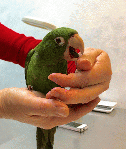 Conures of Telegraph Hill