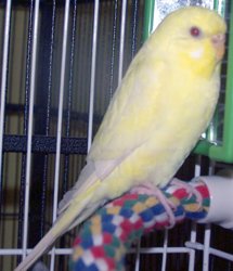 Parakeet