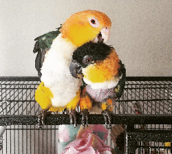 Caique
