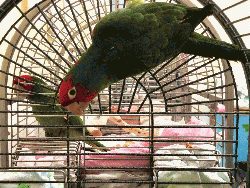 Conures of Telegraph Hill