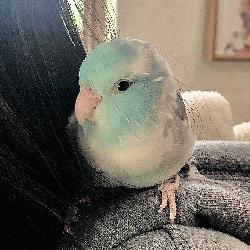 Parrotlet