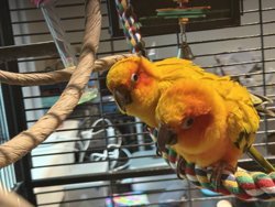 Conure