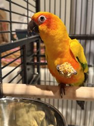Conure