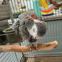 African Grey