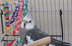 Cockatiel