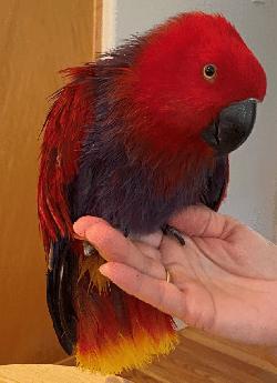Eclectus