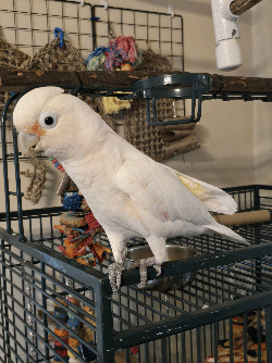 Cockatoo