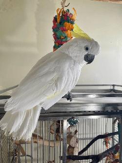 Cockatoo
