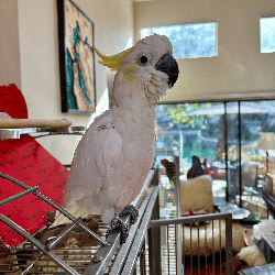 Cockatoo