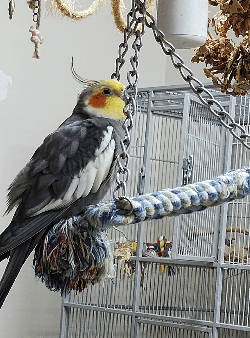 Cockatiel