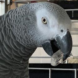African Grey