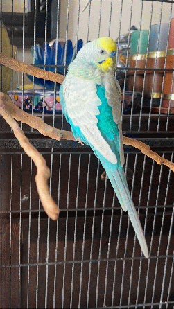 Parakeet