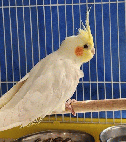 Cockatiel