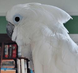 Cockatoo