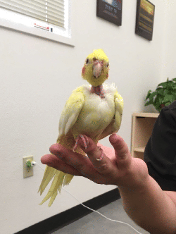 Cockatiel