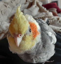 Cockatiel