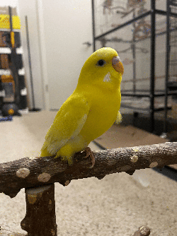 Parakeet