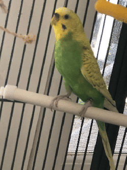 Parakeet