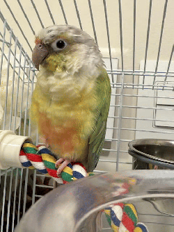 Conure