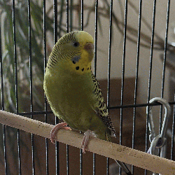 Parakeet