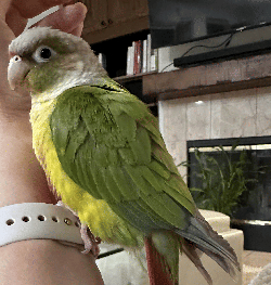 Conure
