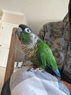Conure