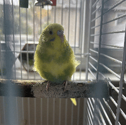 Parakeet