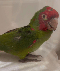 Conures of Telegraph Hill