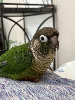 Conure