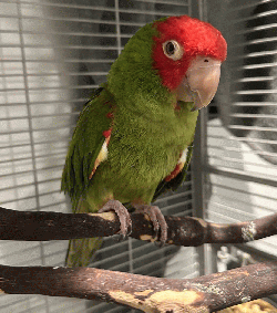 Conure