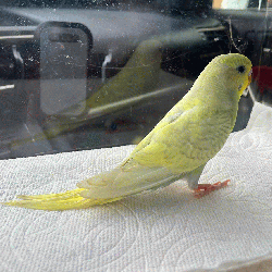 Parakeet