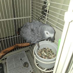 African Grey