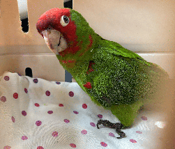 Conures of Telegraph Hill