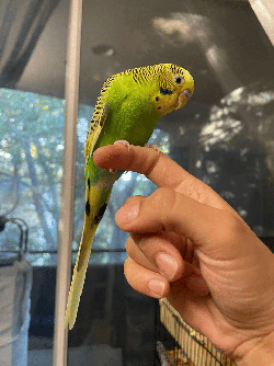 Parakeet