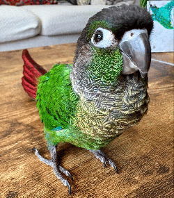 Conure
