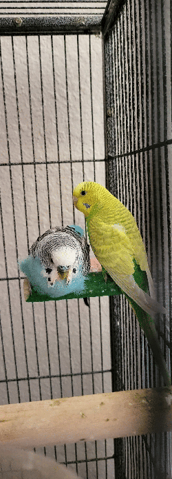 Parakeet
