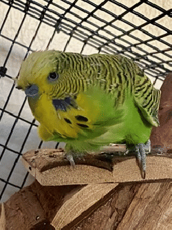Parakeet