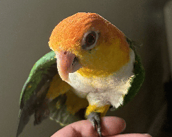 Caique