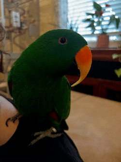 Eclectus