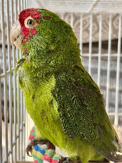 Conures of Telegraph Hill