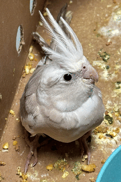Cockatiel