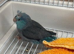 Parrotlet