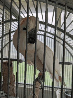 Cockatoo