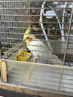 Cockatiel