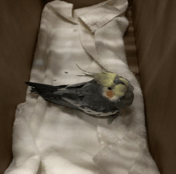 Cockatiel