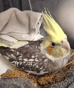 Cockatiel