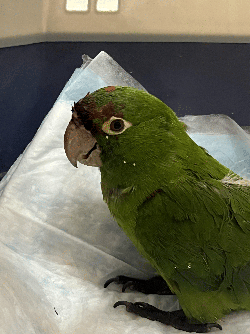 Conures of Telegraph Hill