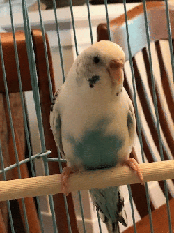 Parakeet